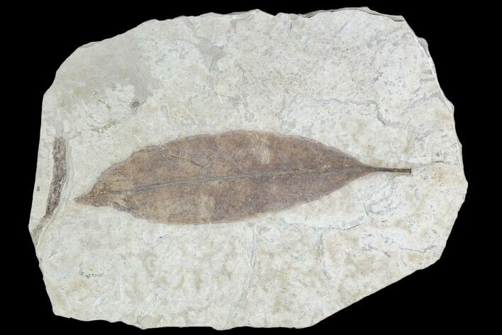 Fossil Leaf (Allophylus)- Green River Formation, Utah #110348